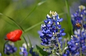 Kids_BlueBonnets_2012 (183)